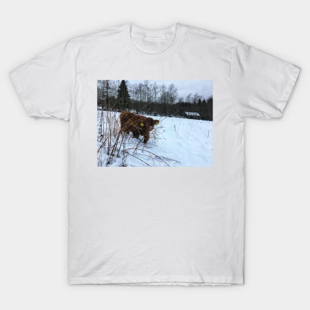 Scottish Highland Cattle Calf 1602 T-Shirt by SaarelaHighland